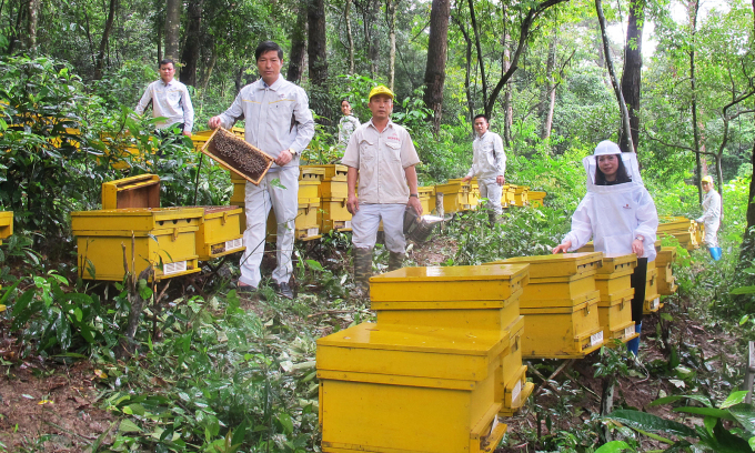 Tham vọng đưa mật ong Việt ra thế giới của CEO Honeco