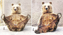 Gấu cũng tập yoga!