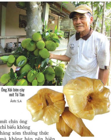 Cây mít lạ Bến Tre: Quanh năm ra trái từng chùm, vẫn thế "độc tôn"