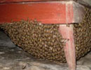 Tổ ong rừng khổng lồ trong nhà dân 