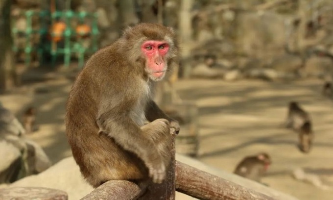 Nữ hoàng khỉ Nhật Bản vững ngôi sau mùa giao phối