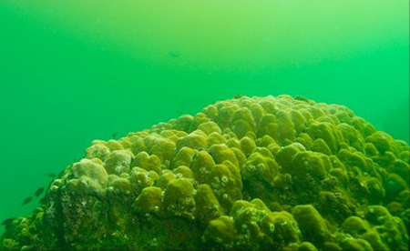  Tảo độc thảm sát các rạng san hô 