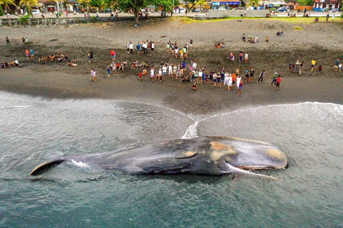 Cá voi khổng lồ liên tục chết dạt vào đảo Bali