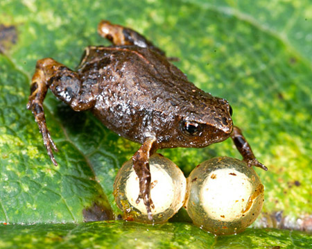 Loài ếch nhỏ bằng đồng xu