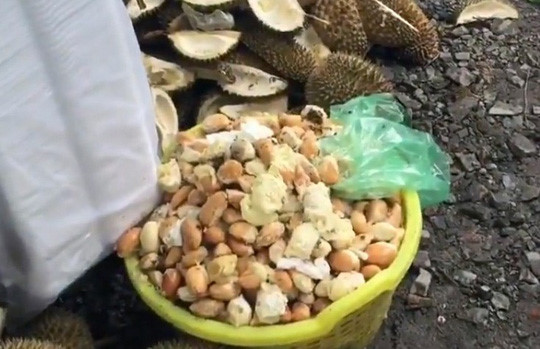 Thực hư về sầu riêng ăn trả hạt giá 15.000 đồng/kg