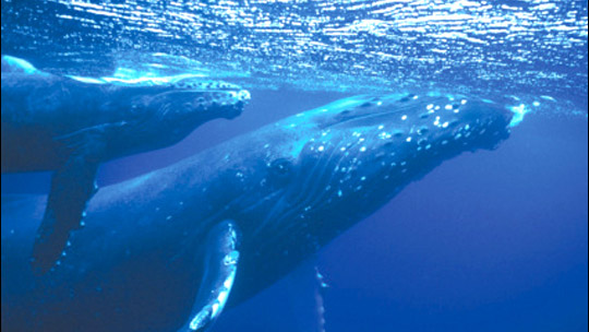  Cá voi lưng gù bơi một phần tư thế giới 