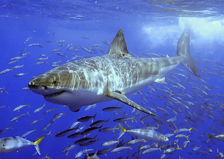 'Thiên đường' dành cho cá mập tại Đông Nam Á  