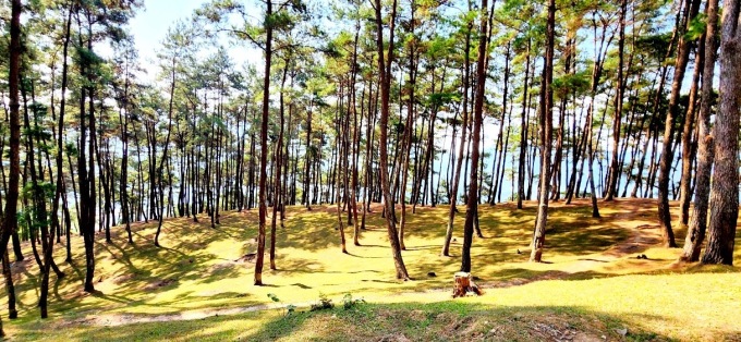 Rừng thông Yên Minh - điểm cắm trại tại cao nguyên đá