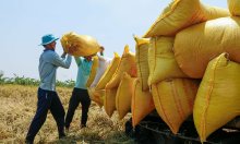 GS Võ Tòng Xuân: Miền Tây có thể sản xuất 4 vụ lúa một năm