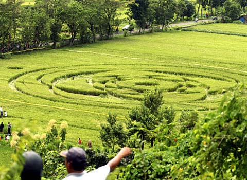 Vòng tròn bí ẩn trên cánh đồng ở Indonesia