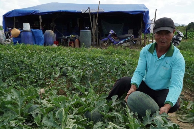 Nông dân trồng dưa hấu ở Tây Nguyên lỗ nặng