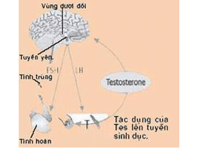 Testosteron kéo dài “tuổi xuân” cho... cụ ông?