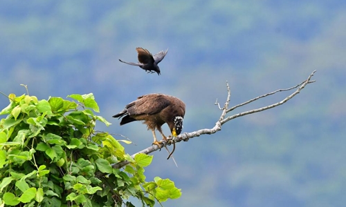 Chèo bẻo 'cưỡi' chim săn mồi trên không