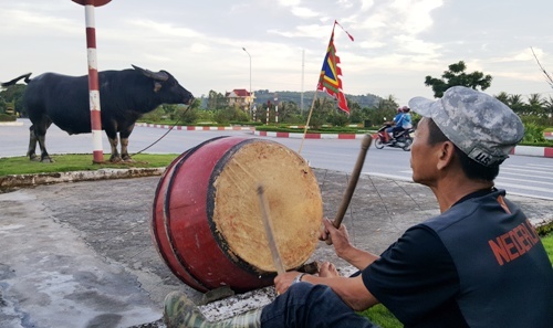 Hải Phòng thu hẹp sới, dùng súng gây mê giữ an toàn hội chọi trâu