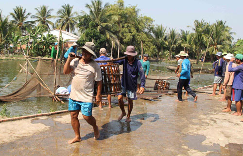 Cá tra bất ngờ tăng giá kỷ lục, thương lái đến tận ao lùng mua