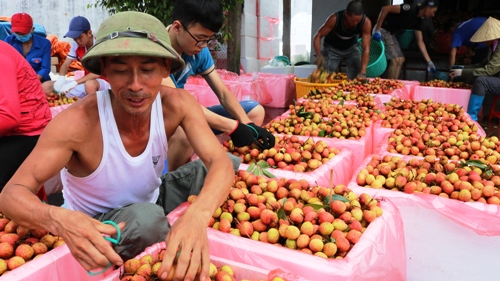 Siêu thị tăng tiêu thụ vải thiều