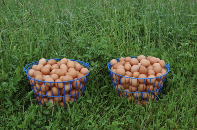 Vì sao trứng gà nâu đắt hơn trứng trắng?