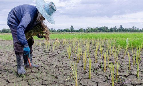 Đông Nam Á lo mất gạo vì El Nino