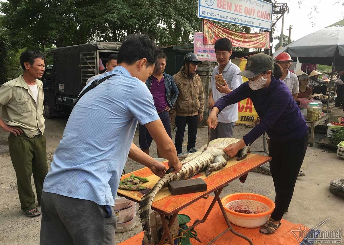 Ớn lạnh cảnh chích điện giết cá sấu ở ‘thủ phủ đá đỏ’