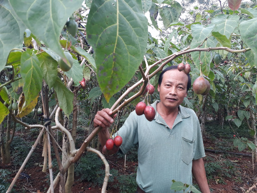 Cà chua thân gỗ lâm cảnh ế ẩm