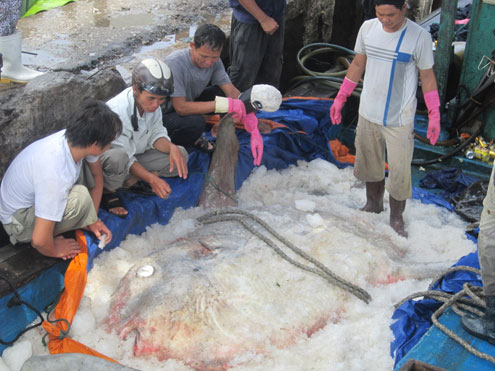 Cá mặt trăng 400 kg mắc lưới ngư dân