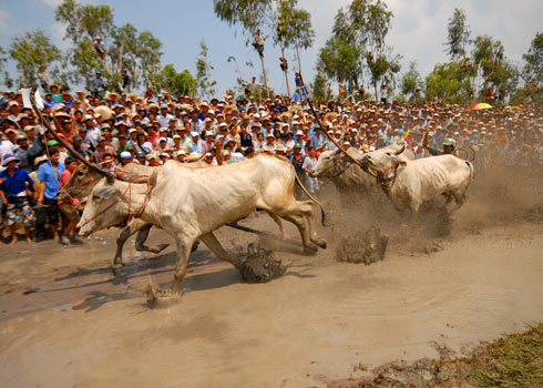  70 đôi đấu thủ bò bứt phá trên đường đua Bảy Núi 