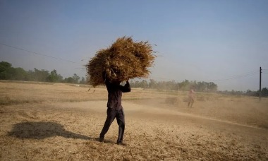 Giá lúa mì tăng mạnh