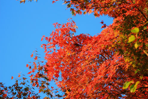 Kyoto - cố đô muôn sắc vào cuối thu