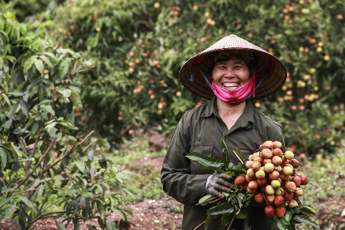 Nông dân hưởng lợi nhờ ứng dụng công nghệ cao