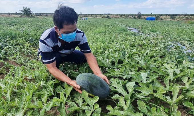 Nông dân Tây Nguyên trồng dưa nguy cơ trắng tay