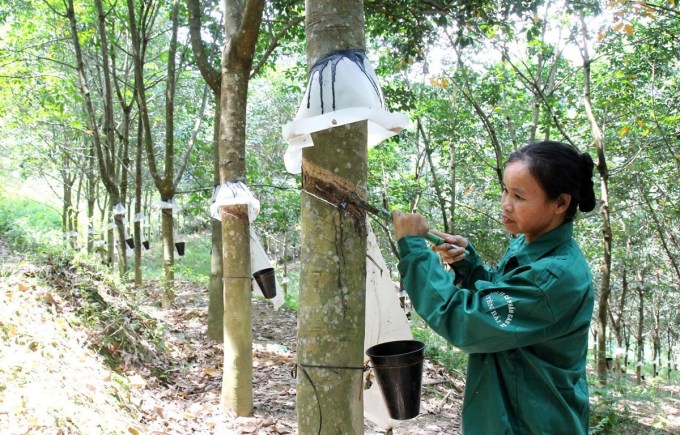 Lợi nhuận doanh nghiệp cao su có thể phân hóa năm nay