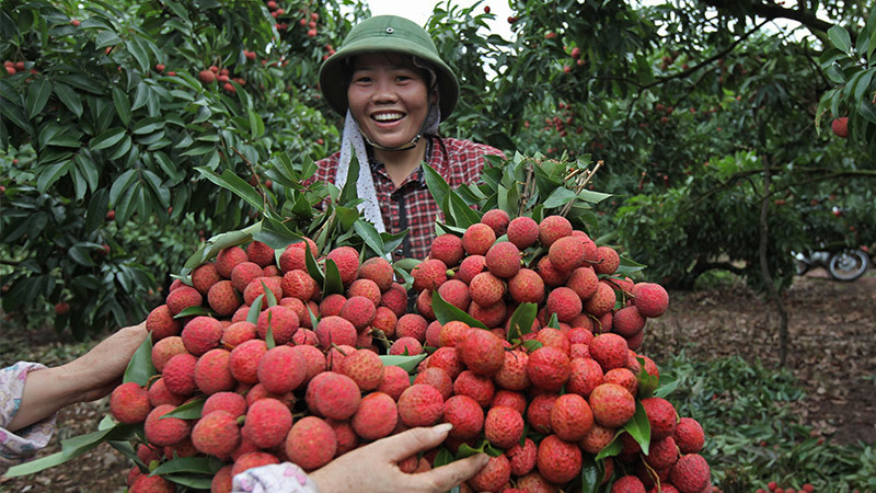 Một làng 600 tỷ phú: Chỉ trúng 1 vụ chia nhau hàng ngàn tỷ